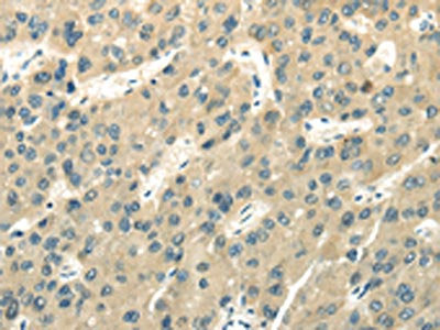 UBL4A Antibody