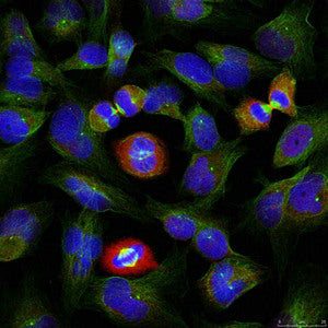 Phospho-BCL2L1 (Ser62) Antibody