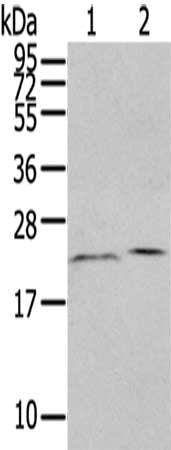 HINT3 Antibody