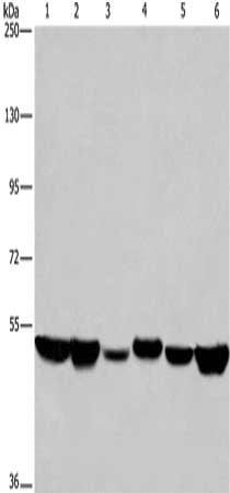 HNRNPH1 Antibody