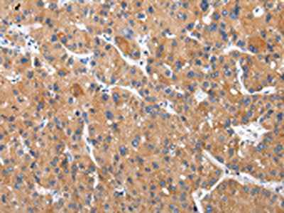 XKRX Antibody