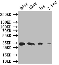 SIGF Antibody