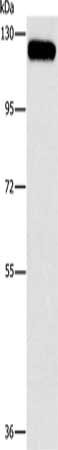 CBL Antibody