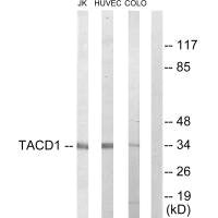 EPCAM Antibody