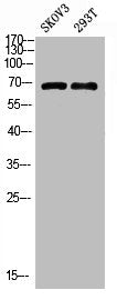 PPP1R15A Antibody