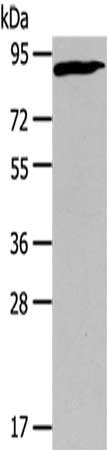 CUL2 Antibody