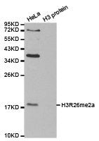 Histone H3R26me2a Antibody
