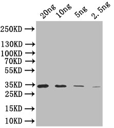 SIGB Antibody