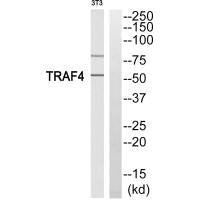 TRAF4 Antibody