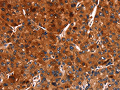 ARRB1 Antibody