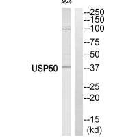USP50 Antibody