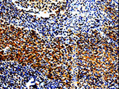 TLR7 Antibody