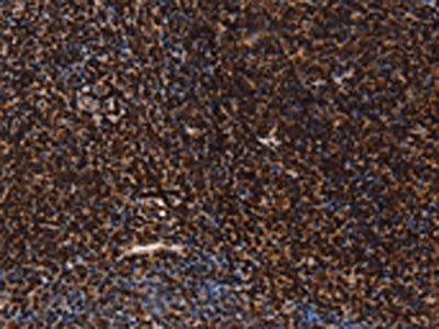 LMNB1 Antibody