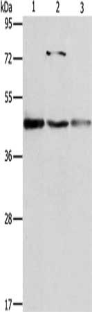 NFKBIB Antibody