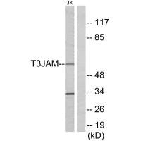 TRAF3IP3 Antibody