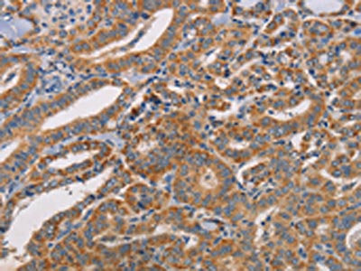CDK11A/CDK11B Antibody