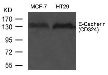 CDH1 Antibody