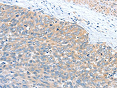 WNT3A Antibody