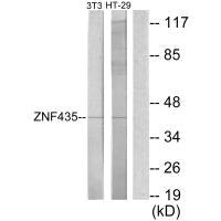 ZSCAN16 Antibody