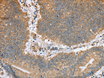 CANX Antibody