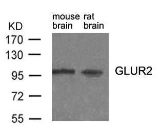 GRIA2 (Ab-880) Antibody