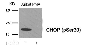 Phospho-DDIT3 (Ser30) Antibody