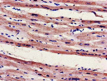 FILIP1 Antibody