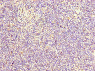 FAM124A Antibody