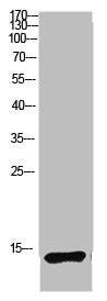 MAP1LC3B Antibody