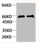 SLC6A1 Antibody