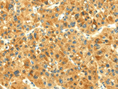 THAP3 Antibody