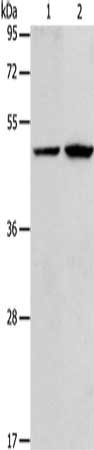 RARB Antibody