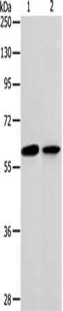 ABCE1 Antibody