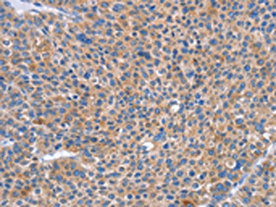 SIGLEC7 Antibody