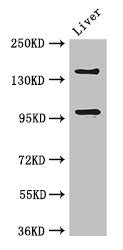 PHLDB2 Antibody