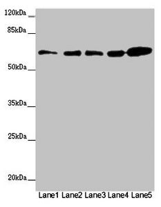 ZBTB46 Antibody