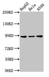 CHD1L Antibody
