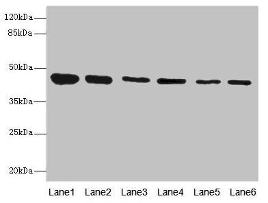 SNX32 Antibody