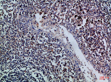 GZMM Antibody