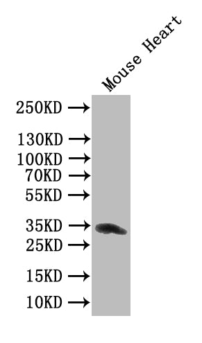Clec4g Antibody