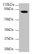 Wdpcp Antibody