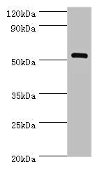 MEF2C Antibody