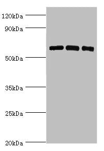 PRKAA2 Antibody