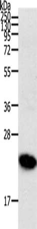 RHOC Antibody