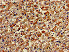 TRIM59 Antibody