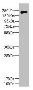 UBR2 Antibody