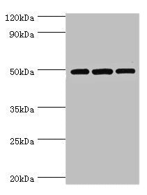 DCP2 Antibody