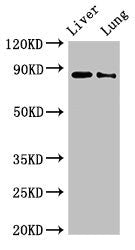 DENND1C Antibody