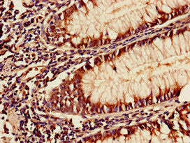 YAF2 Antibody