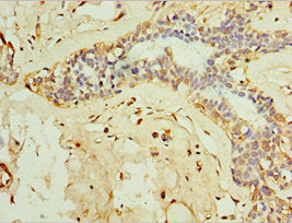 IFNL3 Antibody